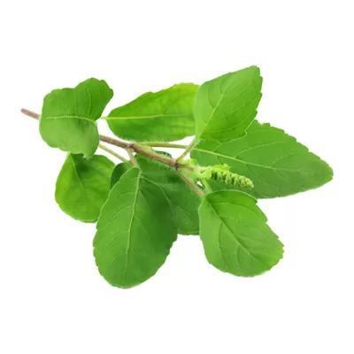 Tulsi