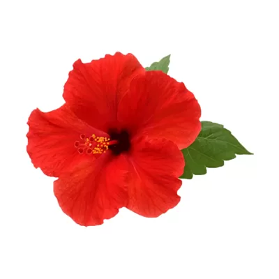 Hibiscus